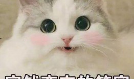 猫猫子闺蜜爆料视频,揭秘不为人知的幕后故事